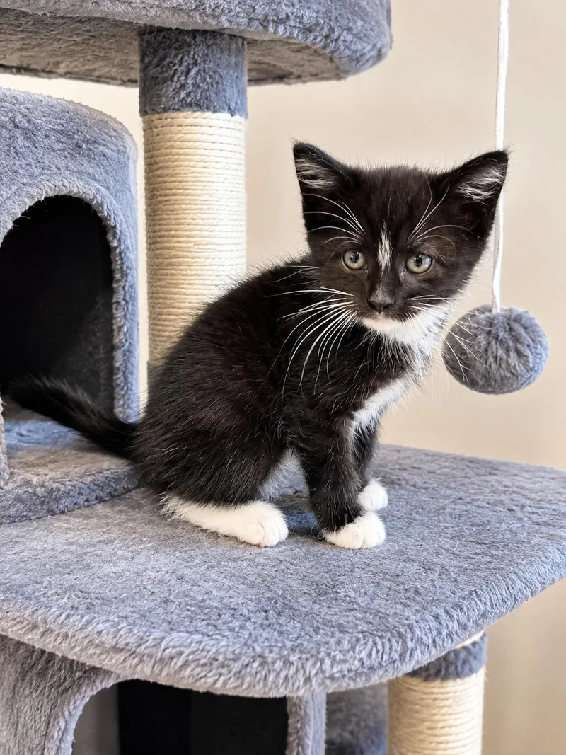 A baby medium-sized male Domestic Medium Hair cat named Aidan for adoption in Hickory, NC