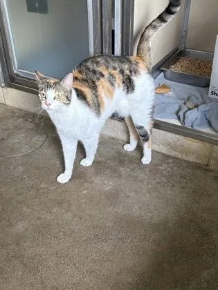 A baby small-sized female Domestic Short Hair cat named Nabi for adoption in Honolulu, HI
