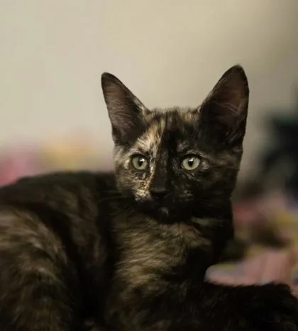A baby small-sized female Domestic Short Hair cat named Glimmer for adoption in Bellevue, WA