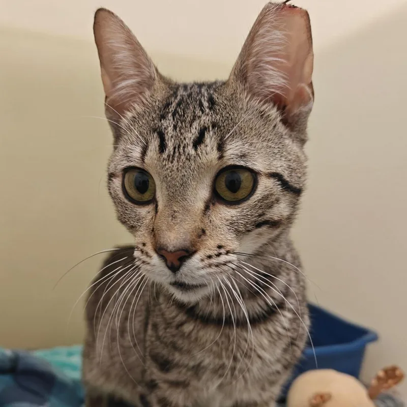 An adult medium-sized male Domestic Short Hair cat named Jarvis for adoption in Cumming, GA