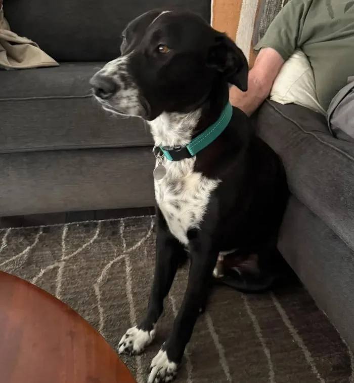 A young medium-sized male Black Labrador Retriever dog named Porter for adoption in Davis, CA