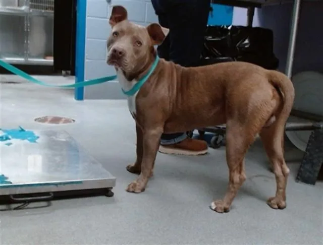 A young medium-sized male Pit Bull Terrier dog named Fredrick for adoption in Albuquerque, NM