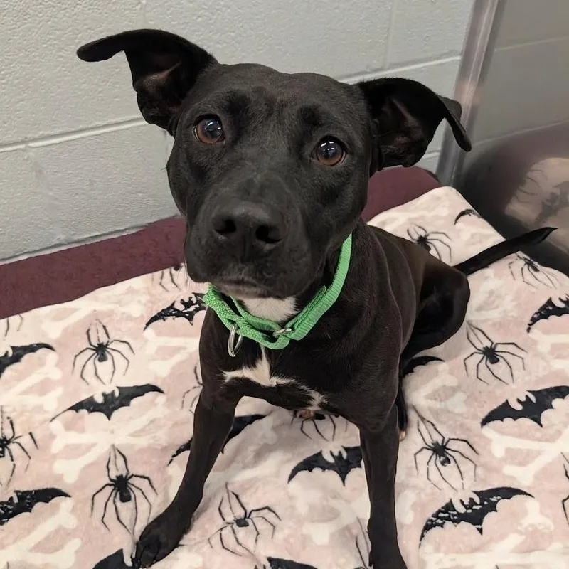 An adult medium-sized female Black Mixed Breed dog named Bella Jane for adoption in Wheeling, IL
