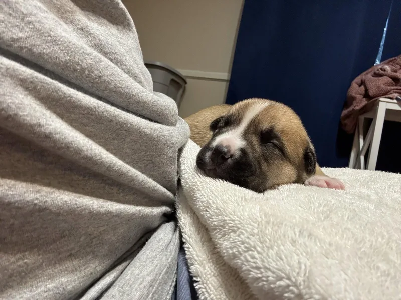 A baby medium-sized female American Staffordshire Terrier dog named Beatrice Nuggets litter for adoption in Holly Springs, NC