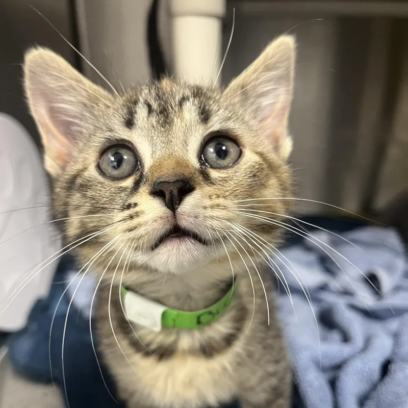 A baby small-sized female Brown / Chocolate Domestic Short Hair cat named Butter for adoption in Fort Wayne, IN