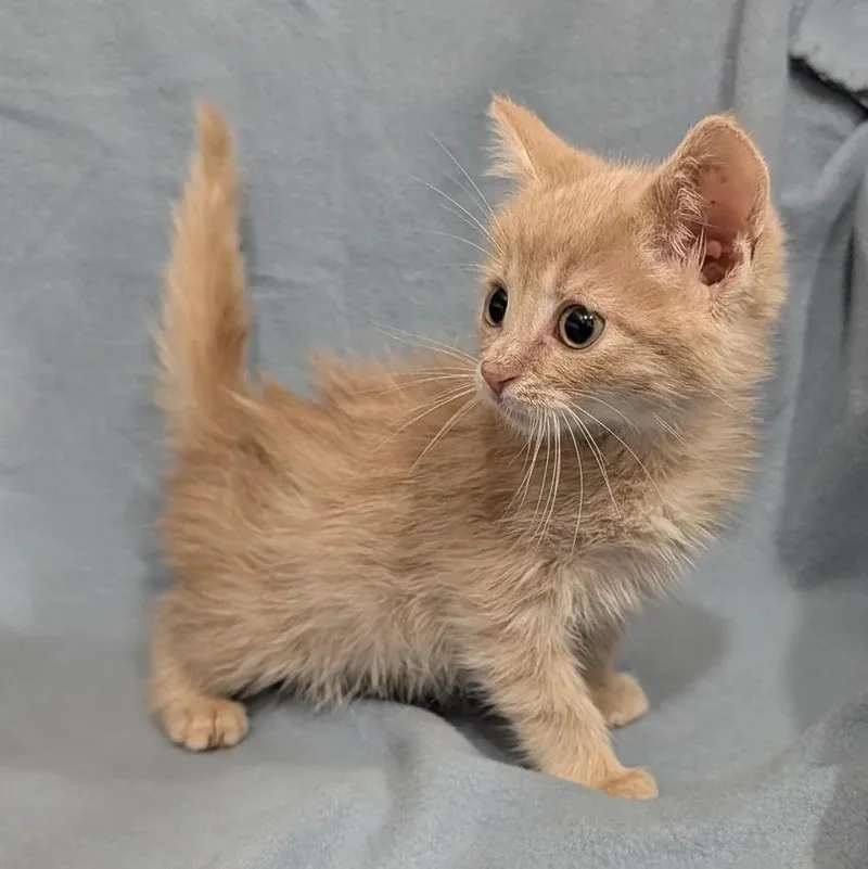 A baby small-sized male Buff / Tan / Fawn Domestic Short Hair cat named Creamer for adoption in Davison, MI
