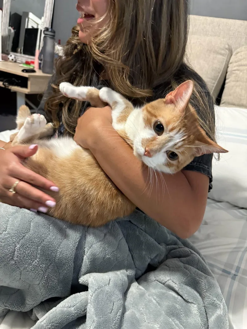 An adult medium-sized male Orange & White Domestic Short Hair cat named Pisoi for adoption in Los Angeles, CA