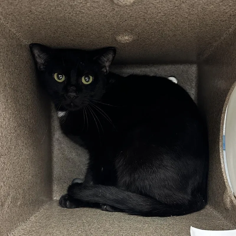 A young medium-sized female Black Domestic Short Hair cat named Katara for adoption in Abilene, TX
