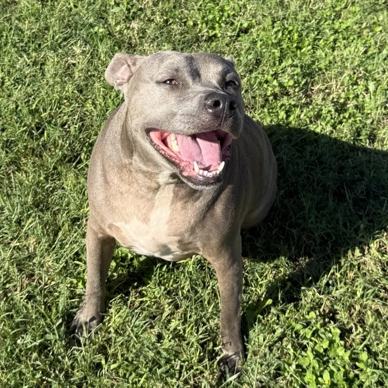 An adult medium-sized female Pit Bull Terrier dog named BellaBlue for adoption in Brenham, TX