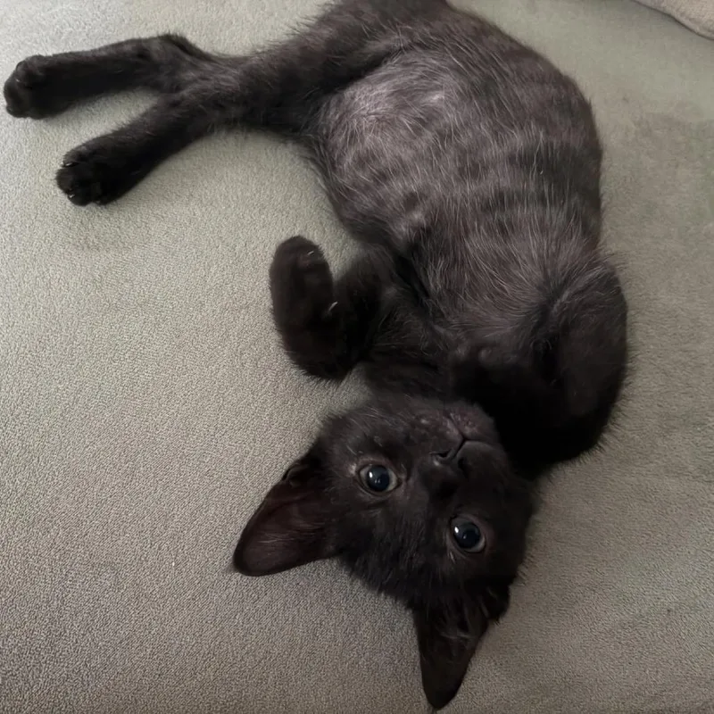 A baby small-sized male Black Domestic Short Hair cat named "Freddie" for adoption in Perkiomenville, PA