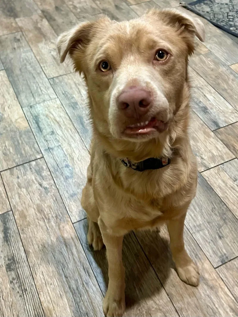 A young medium-sized male Mixed Breed dog named Buckley for adoption in New Smyrna Beach, FL