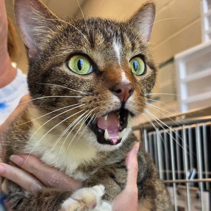 A senior medium-sized male Domestic Short Hair cat named Tybalt for adoption in Council Bluffs, IA