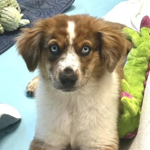 A young medium-sized male Mixed Breed dog named Cobalt for adoption in Poplar Bluff, MO