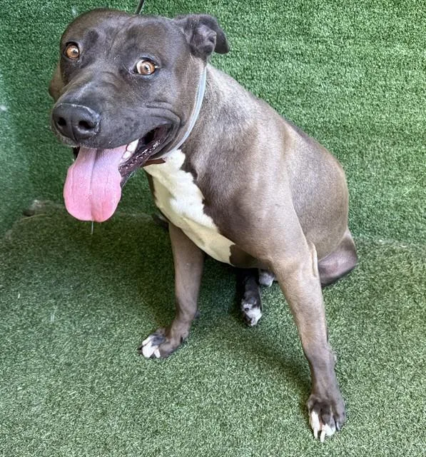 An adult large-sized male Pit Bull Terrier dog named Charcol for adoption in Lancaster, CA