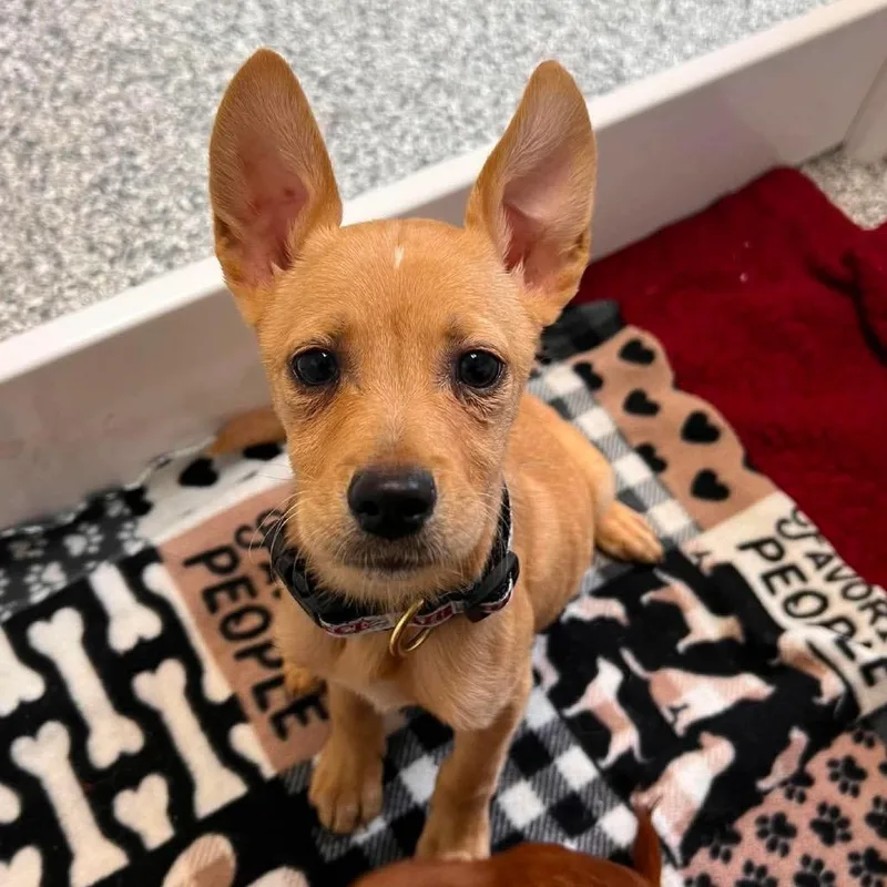 A baby medium-sized female Yellow / Tan / Blond / Fawn Terrier dog named Benita for adoption in St. Peters, MO