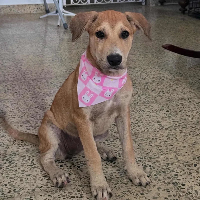 A baby medium-sized female Apricot / Beige Labrador Retriever dog named Nala  So Smoochalable for adoption in Carolina, PR