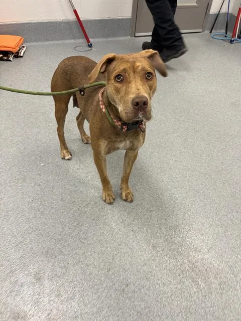 A young medium-sized female Pit Bull Terrier dog named Muneca for adoption in Indianapolis, IN