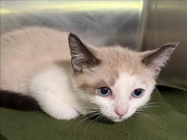 A baby small-sized female Domestic Short Hair cat named Poppy for adoption in Los Angeles, CA