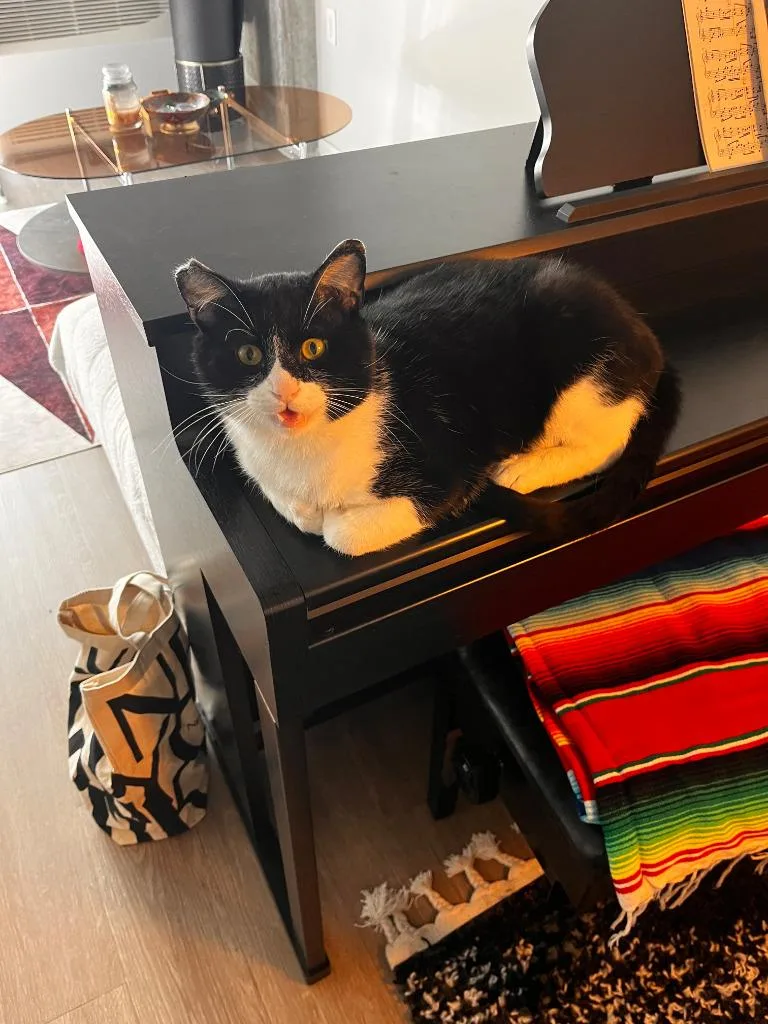 An adult medium-sized male Domestic Short Hair cat named Stanley for adoption in Minneapolis, MN