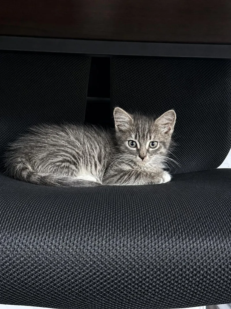 A baby medium-sized male Tabby cat named Kian for adoption in Oakley, CA