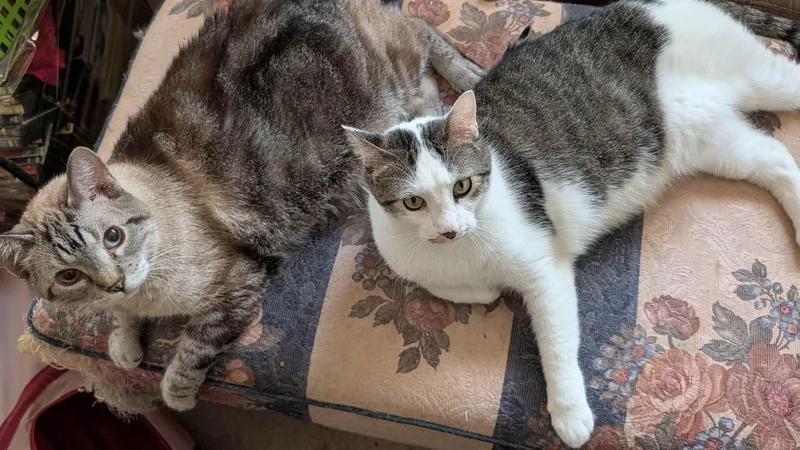 An adult large-sized male Tabby (Gray / Blue / Silver) Domestic Short Hair cat named Maxx for adoption in Sioux City, IA