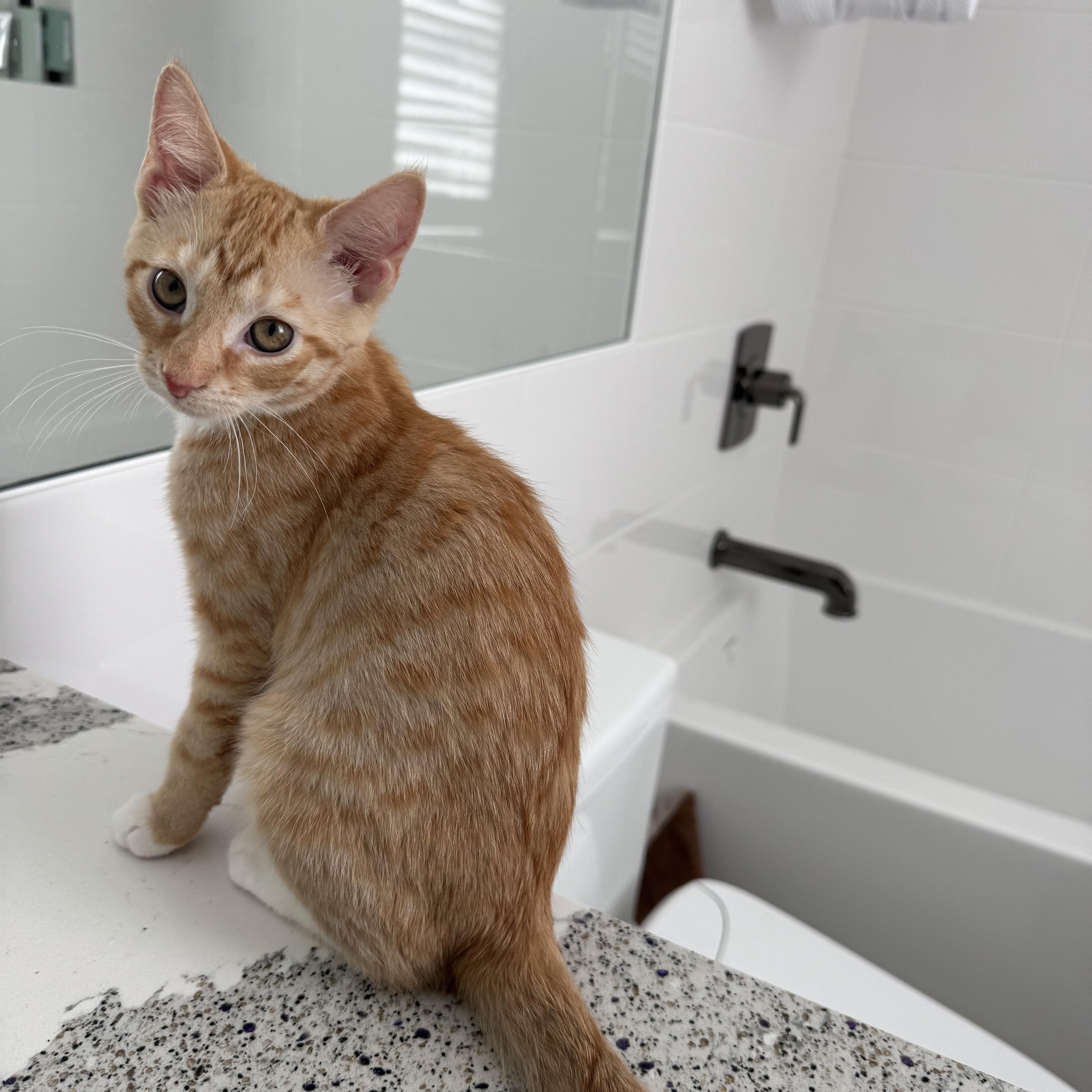 A baby small-sized female Orange & White Domestic Short Hair cat named Missy for adoption in Pittsburgh, PA