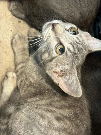 A baby small-sized female Domestic Short Hair cat named Aphrodite for adoption in Memphis, TN