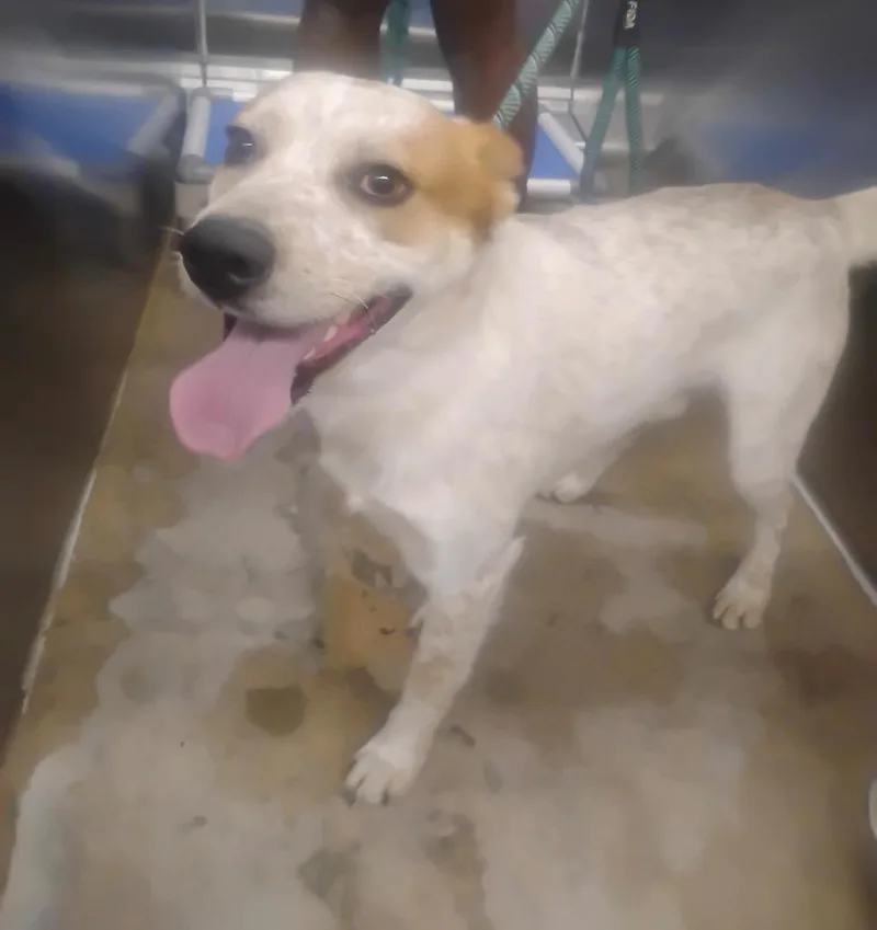 A young large-sized male Lancashire Heeler dog named Colonel for adoption in Jonesboro, AR