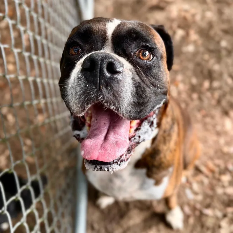 An adult large-sized male Boxer dog named Columbus for adoption in Milton, FL