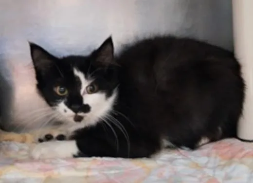 A young small-sized female Domestic Medium Hair cat named Yin for adoption in Marshall, NC