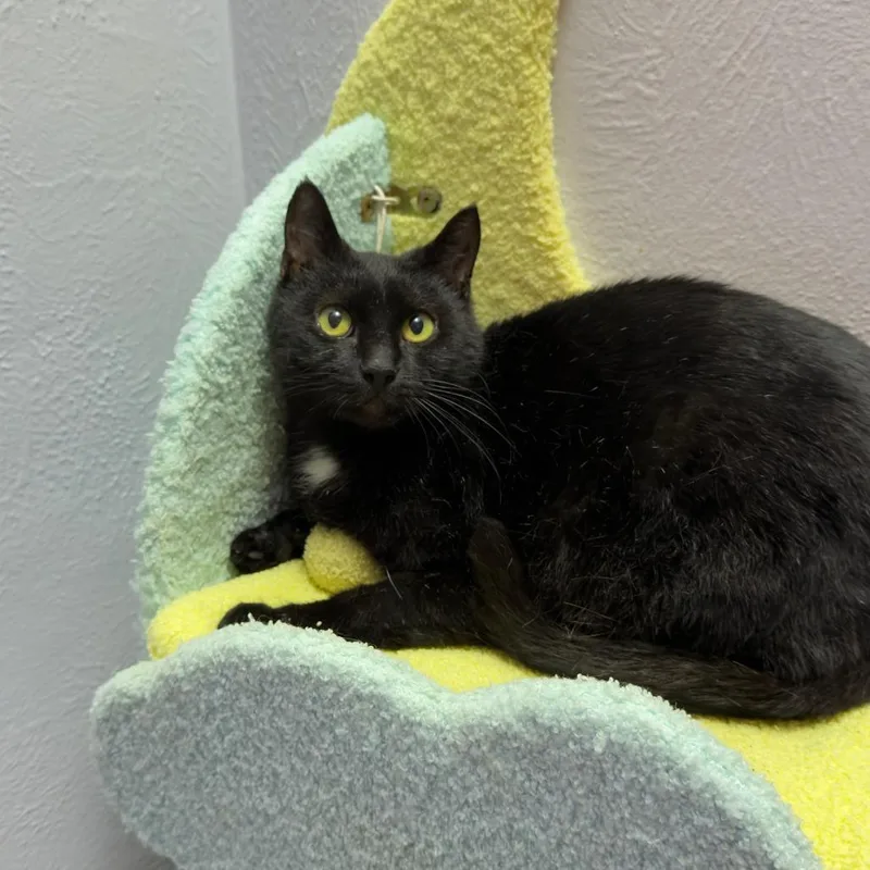An adult small-sized female Black Domestic Short Hair cat named Befana for adoption in Orlando, FL