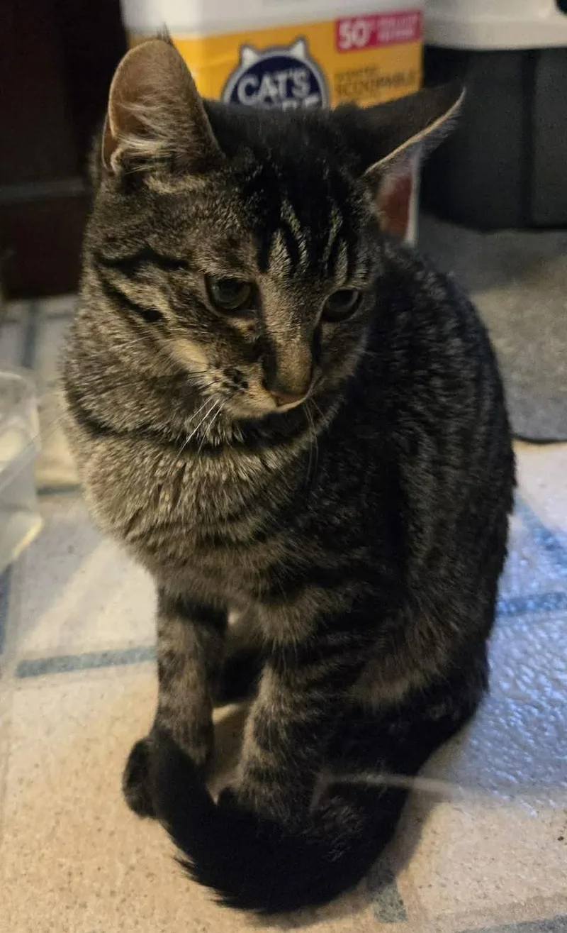 A baby small-sized female Tabby (Gray / Blue / Silver) Tabby cat named Tiny for adoption in Beckley, WV