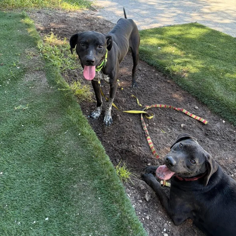 An adult medium-sized male Black Labrador Retriever dog named Zephyr for adoption in Seminole, FL