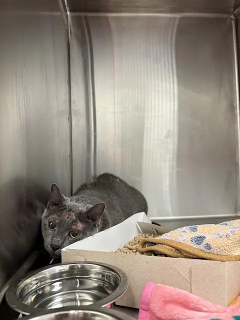 An adult medium-sized female Domestic Short Hair cat named Carter for adoption in Indianapolis, IN
