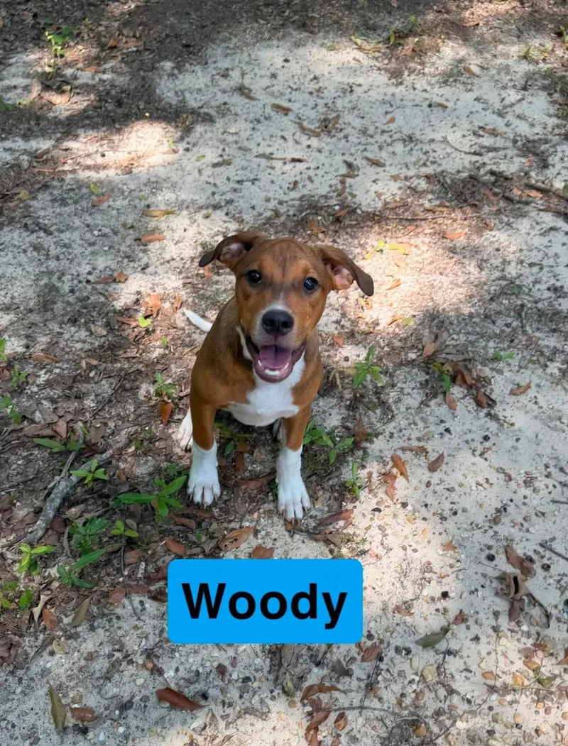 Woody thumbnail 5