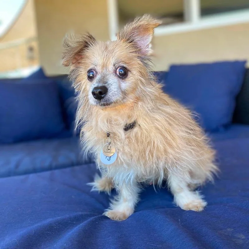 A senior small-sized male Brown / Chocolate Pomeranian dog named Friar for adoption in Ramona, CA