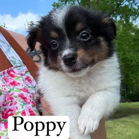 Poppy thumbnail 3