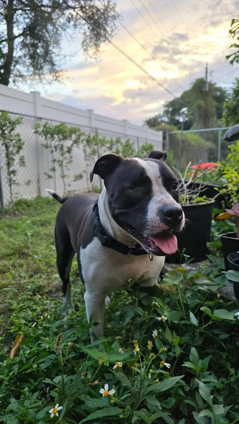 A young medium-sized male Black American Staffordshire Terrier dog named Cloudy for adoption