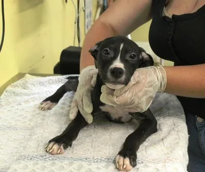 A baby medium-sized male Terrier dog named Quill for adoption in Picayune, MS
