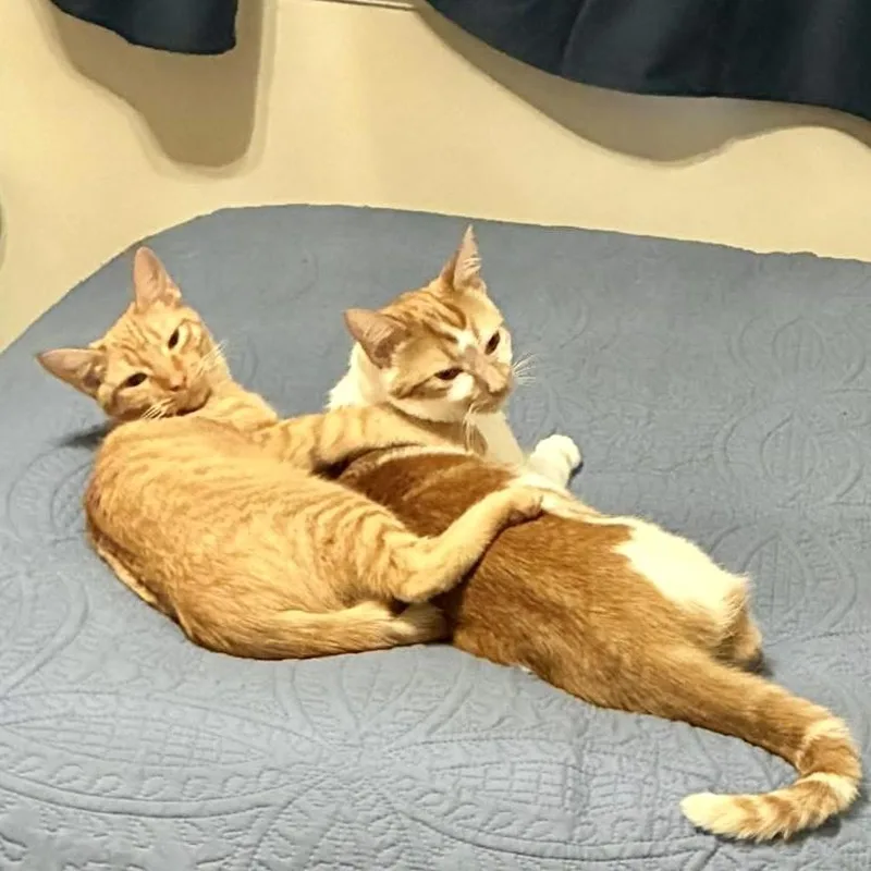 A young medium-sized male Tabby (Orange / Red) Domestic Short Hair cat named Flynn for adoption in Richmond, VA