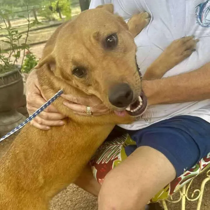 A young medium-sized female Retriever dog named Gigi for adoption in Longview, TX