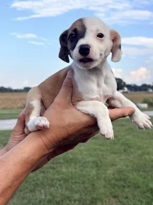 Ady
