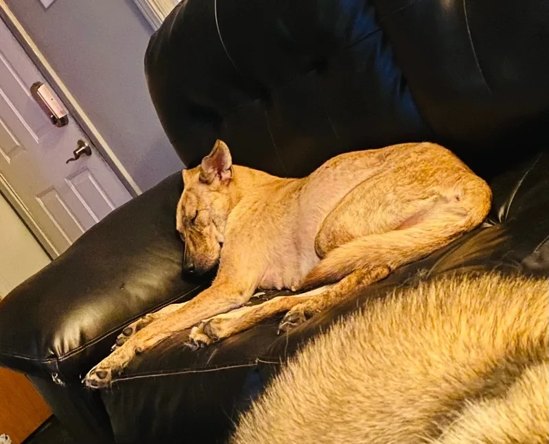 Perdita < thumbnail 2