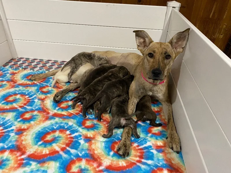 Perdita < thumbnail 3