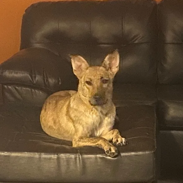 Perdita < thumbnail 5