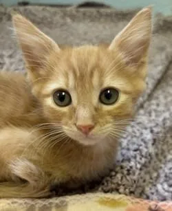 A baby small-sized male Domestic Short Hair cat named Mandarin for adoption in Sherwood, AR