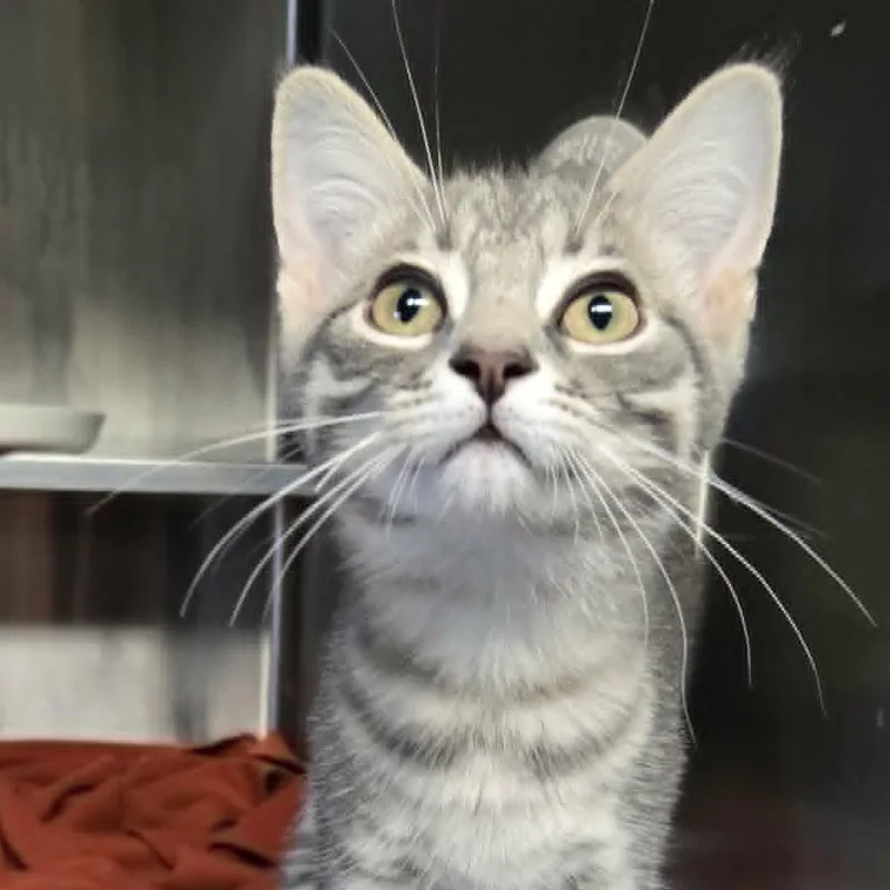 A baby medium-sized male Tabby (Gray / Blue / Silver) Domestic Short Hair cat named Drizzle for adoption in Watertown, WI