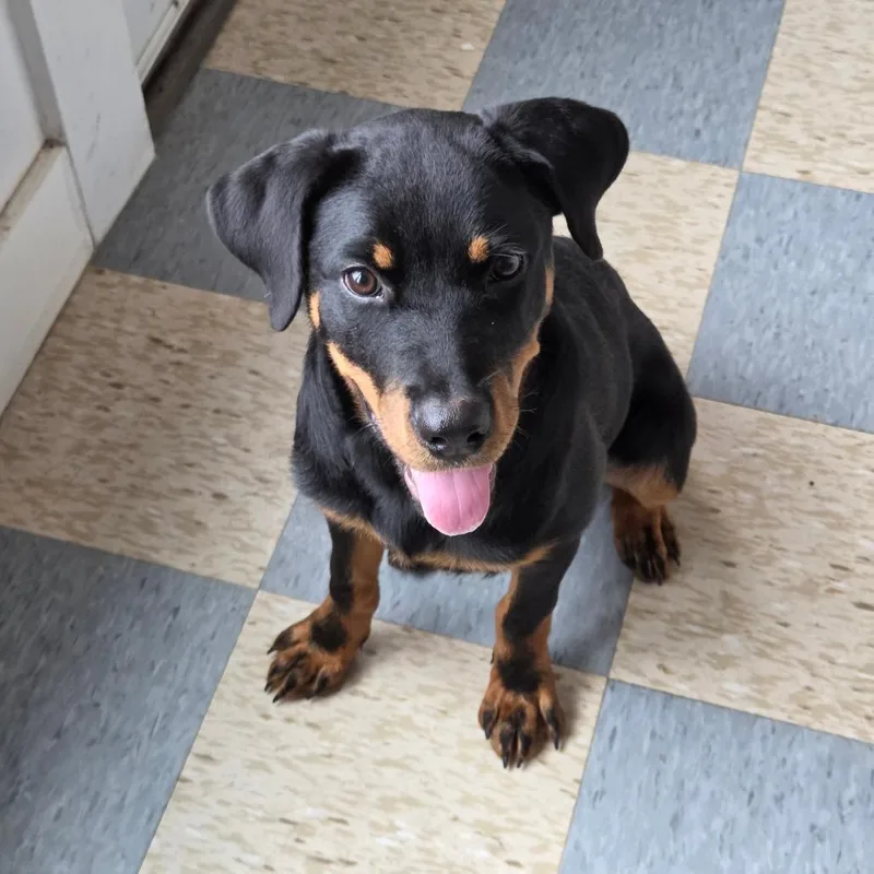 A baby large-sized female Rottweiler dog named Rixie for adoption in Breese, IL