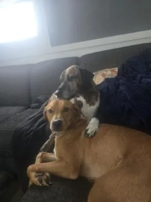 A young medium-sized male Hound dog named Wilson for adoption in Auburn, IN