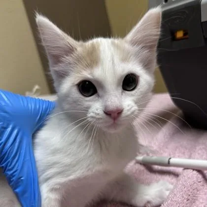 A baby small-sized female Domestic Short Hair cat named Scarf for adoption in Merriam, KS